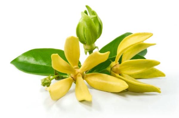 Esenciálny olej YLANG YLANG čistý 10ml 1