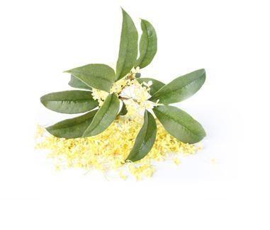 Osmanthus absolute 1g 1