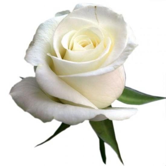 BIO Kvetinová voda z bielej ruže 100ml