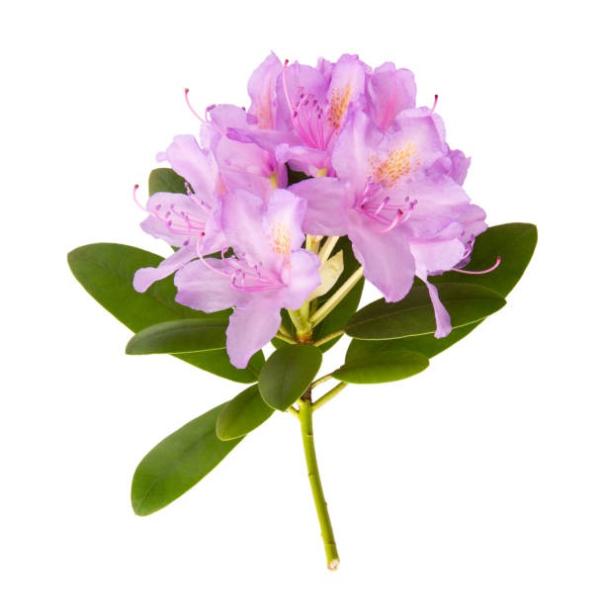 Esenciálny olej Rhododendron 5ml 1