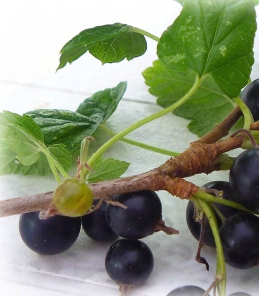BIO kvetinová voda z čiernych ríbezlí 1