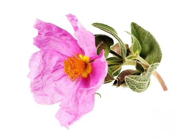 Rockrose (skalná ruža) 5ml 1